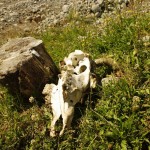 003 verendet und verrottet