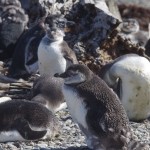 001 Wechsel des Federkleids