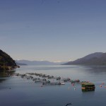 004 eine Lachsfarm 004 eine Lachsfarm