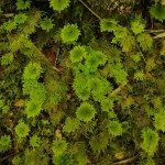 007 immer neue Moosarten 007 immer neue Moosarten