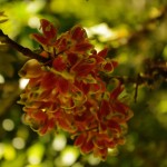 008 Blütenpracht im Regenwald 008 Blütenpracht im Regenwald