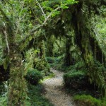 001 Zauberwald 001 Zauberwald