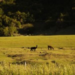 012 unbekannte Tiere 012 unbekannte Tiere