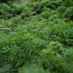 002 gleich kommt ein Wichtel... 002 gleich kommt ein Wichtel...