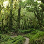 003 verschlungene Pfade führen immer tiefer hinein 003 verschlungene Pfade führen immer tiefer hinein