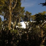 006 zwischen den Wipfeln zeigt sich ein Gletscher 006 zwischen den Wipfeln zeigt sich ein Gletscher