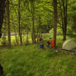 006 zahlreiche erschlagene Bremsen liegen bereits am Boden