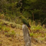 007 lärmender Sittich