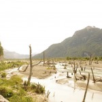 008 Wald der toten Bäume - Schuld ist Hudson in 50km Entfernung