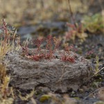 013 der Lauf der Dinge