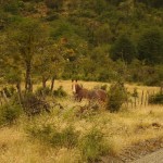 004 Gaul mit Tarnkappe