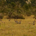 006 Gänse und Ibisse