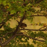 008 ein Vöglein schaut aus dem Busch