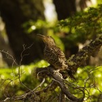 007 ein Specht? 007 ein Specht?