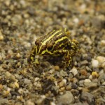 007 noch ein lustiges Kerlchen