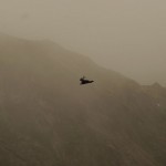 006 nach dem kleinsten Vogel hier der grösste