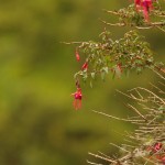 001 die Lieblingsspeise der Kolibris