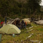 010 Baumstümpfe als Windschutz