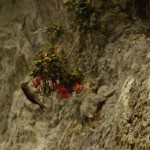 003 genüsslich schlemmend