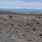 013 Nandu auf der Flucht