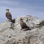 004 Geier - jung (lila) und alt (orange)