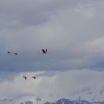 009 irgendwas stimmt nicht - eine Ente schlägt aus der Art