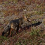 004 ein Zorro colorado