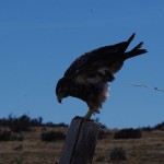 002 überraschend ein Gewichtsverlust des Vogels