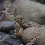 005 eine kleine Echse