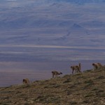 008 vor der Weite der Pampa...