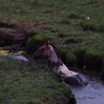 001 Schlammbad - macht schön!