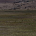 002 Nanduclan mit Jungen