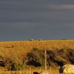 006 Schafe im Abendlicht