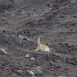 003 verbranntes Land