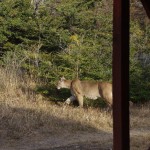 009 kräftiger Bursche!