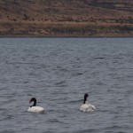 004 Schwäne mit Nachwuchs