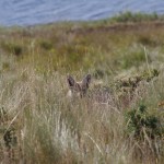 003 ein Fuchs im hohen Gras