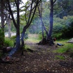 007 Urwaldidyll an der Magellanstraße