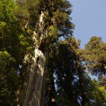 010 Riesen des Waldes 010 Riesen des Waldes