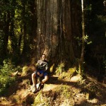 011 Alerce mit 4m Stammdurchmesser 011 Alerce mit 4m Stammdurchmesser