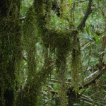 012 Moose und Flechten sind Zeugen der hier üblichen Niederschläge 012 Moose und Flechten sind Zeugen der hier üblichen Niederschläge