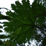 014 Nalca Blatt in ganzer Pracht 014 Nalca Blatt in ganzer Pracht