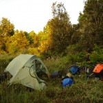 003 Die Büsche sind schön weich und duften herrlich!