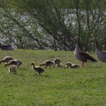 Gänse_an_der_Isar